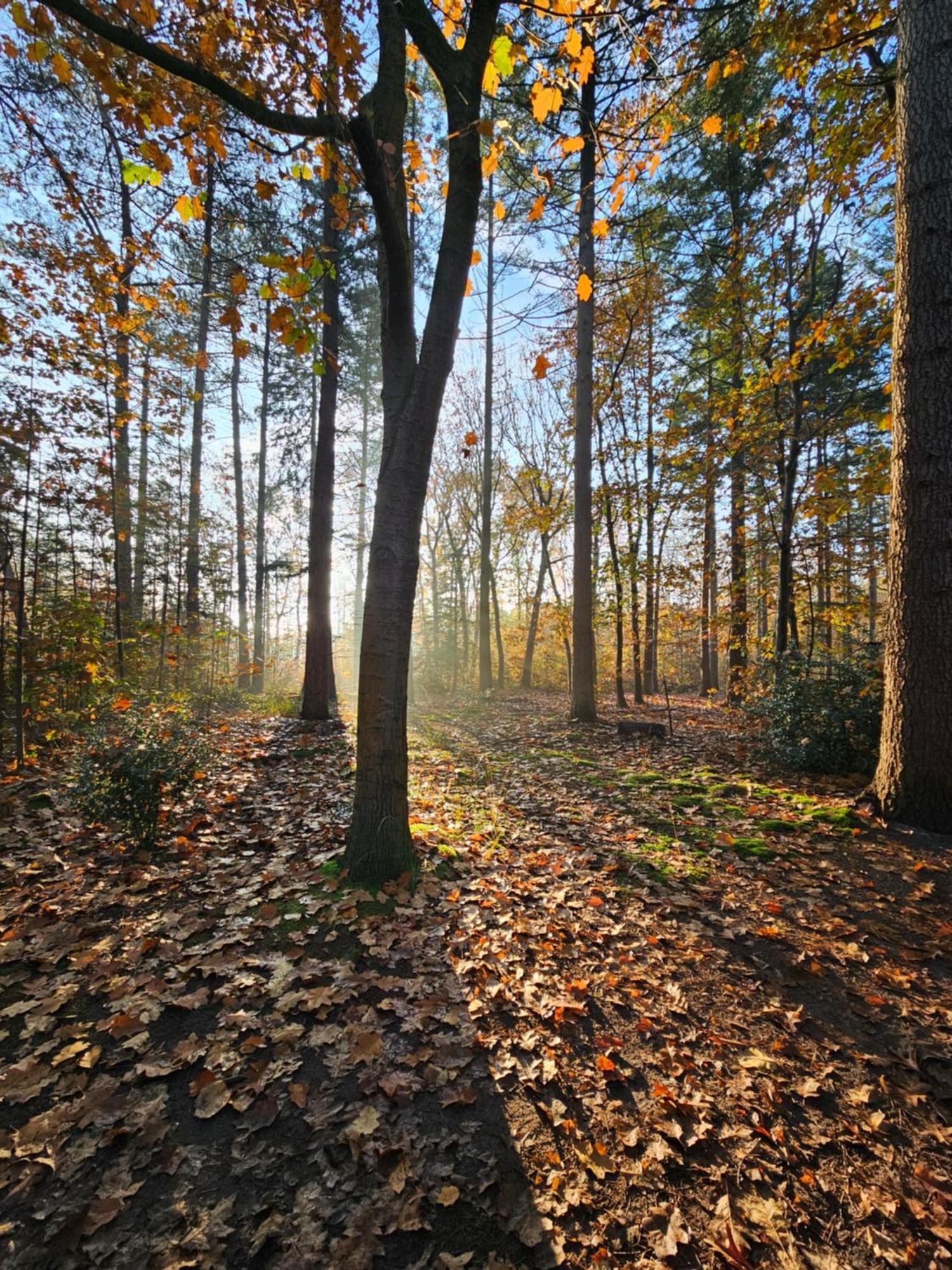 Bed And Breakfast Bij Ons In Het Bos Bergen op Zoom Dış mekan fotoğraf