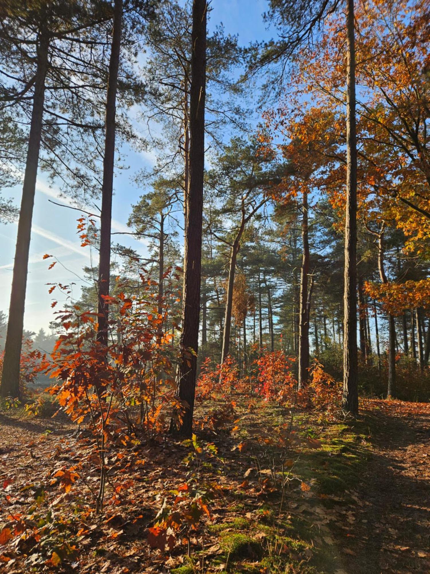 Bed And Breakfast Bij Ons In Het Bos Bergen op Zoom Dış mekan fotoğraf