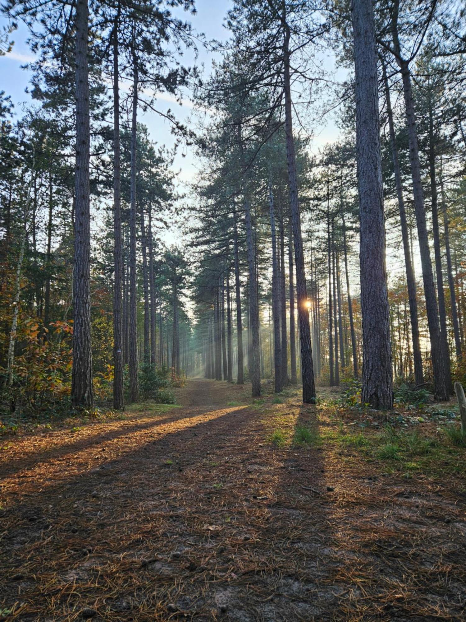 Bed And Breakfast Bij Ons In Het Bos Bergen op Zoom Dış mekan fotoğraf