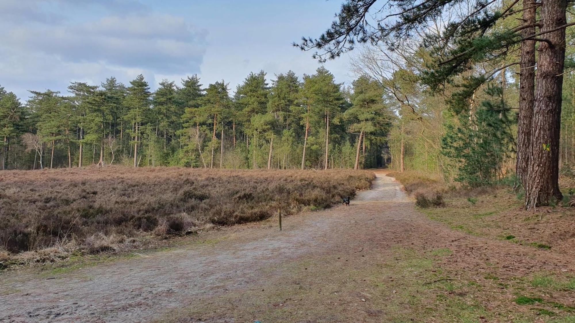 Bed And Breakfast Bij Ons In Het Bos Bergen op Zoom Dış mekan fotoğraf