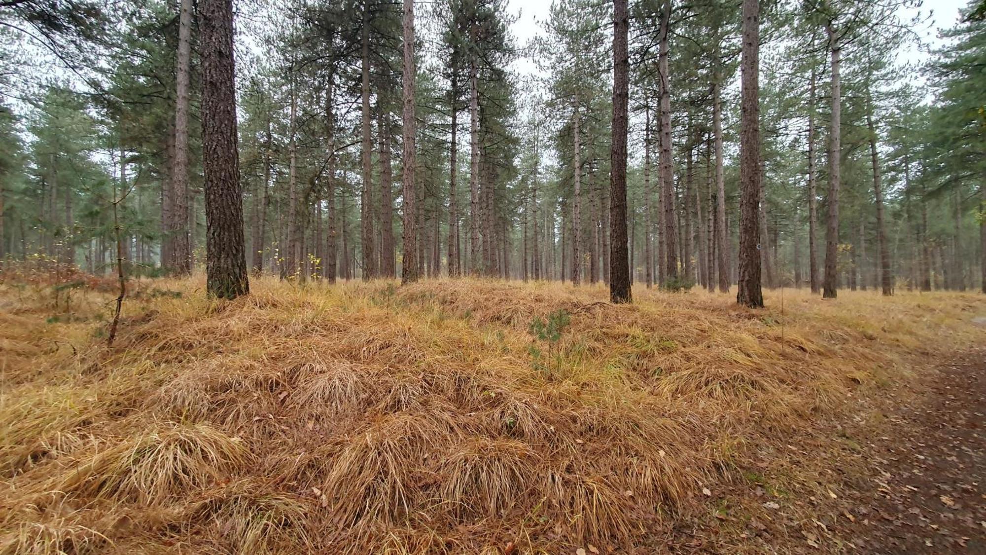 Bed And Breakfast Bij Ons In Het Bos Bergen op Zoom Dış mekan fotoğraf