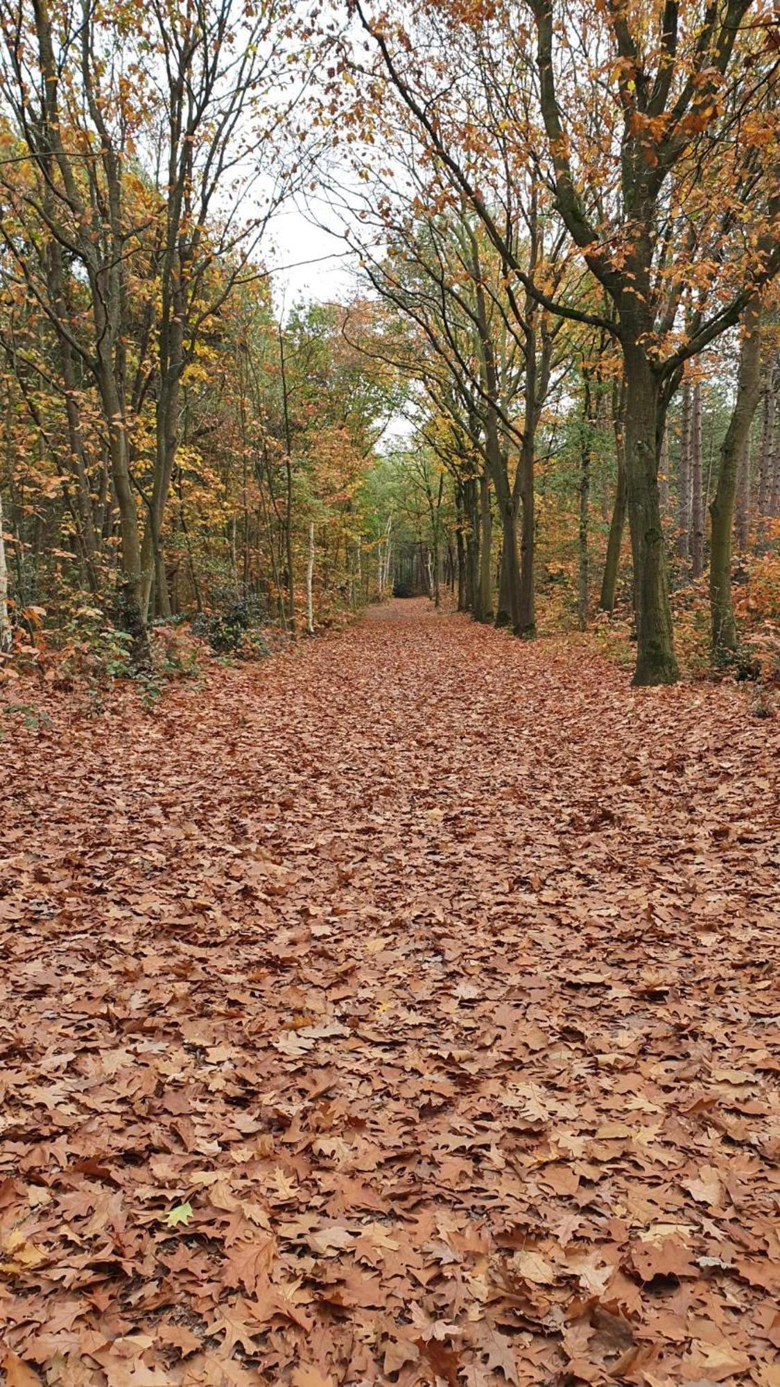 Bed And Breakfast Bij Ons In Het Bos Bergen op Zoom Dış mekan fotoğraf